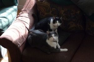 couchcats